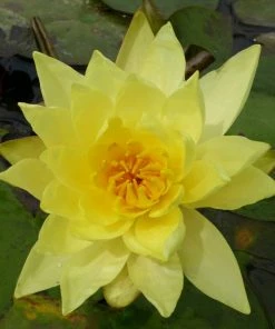Roots Plants Water Lily | Nymphaea Lemon Mist 7 Roots Plants Water Lily | Nymphaea Lemon Mist