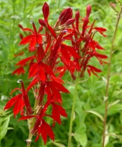 Roots Plants Lobelia Cardinalis | Cardinal Flower All Pond Plants 7 Roots Plants Lobelia Cardinalis | Cardinal Flower All Pond Plants