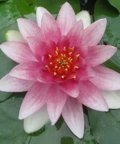 Roots Plants Water Lily | Nymphaea Mrs Richmond 10 Roots Plants Water Lily | Nymphaea Mrs Richmond