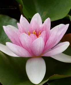 Roots Plants Water Lily | Nymphaea Mrs Richmond 11 Roots Plants Water Lily | Nymphaea Mrs Richmond