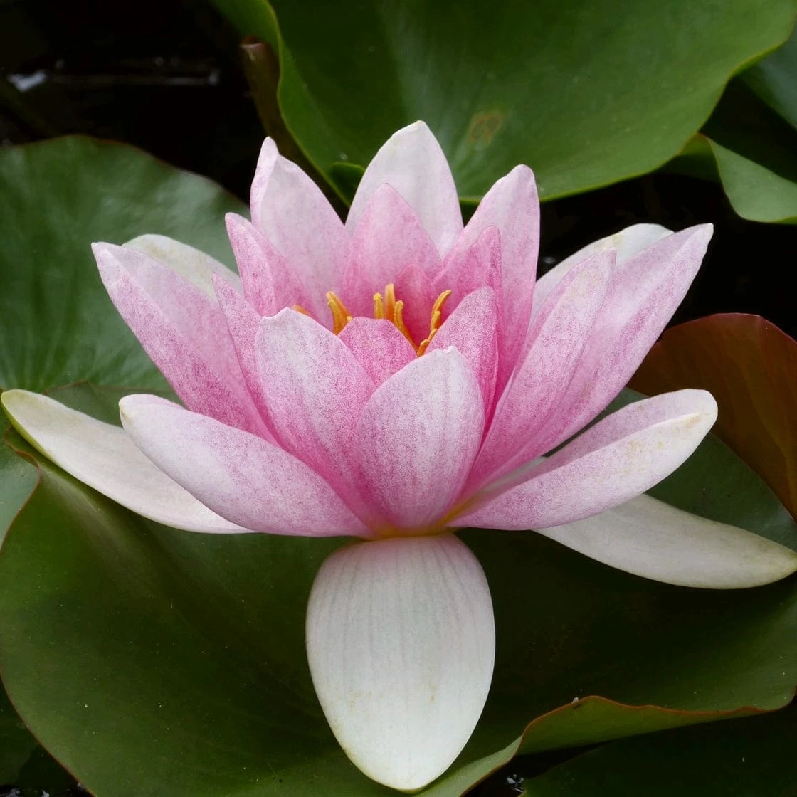 Roots Plants Water Lily | Nymphaea Mrs Richmond 5 Roots Plants Water Lily | Nymphaea Mrs Richmond