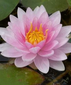 Roots Plants Water Lily | Nymphaea Mrs Richmond 12 Roots Plants Water Lily | Nymphaea Mrs Richmond