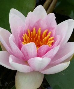 Roots Plants Water Lily | Nymphaea Mrs Richmond 15 Roots Plants Water Lily | Nymphaea Mrs Richmond