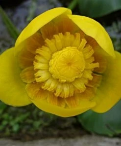 Roots Plants Yellow Water Lily | Nuphar Lutea