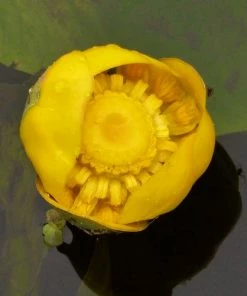 Roots Plants Yellow Water Lily | Nuphar Lutea 7 Roots Plants Yellow Water Lily | Nuphar Lutea