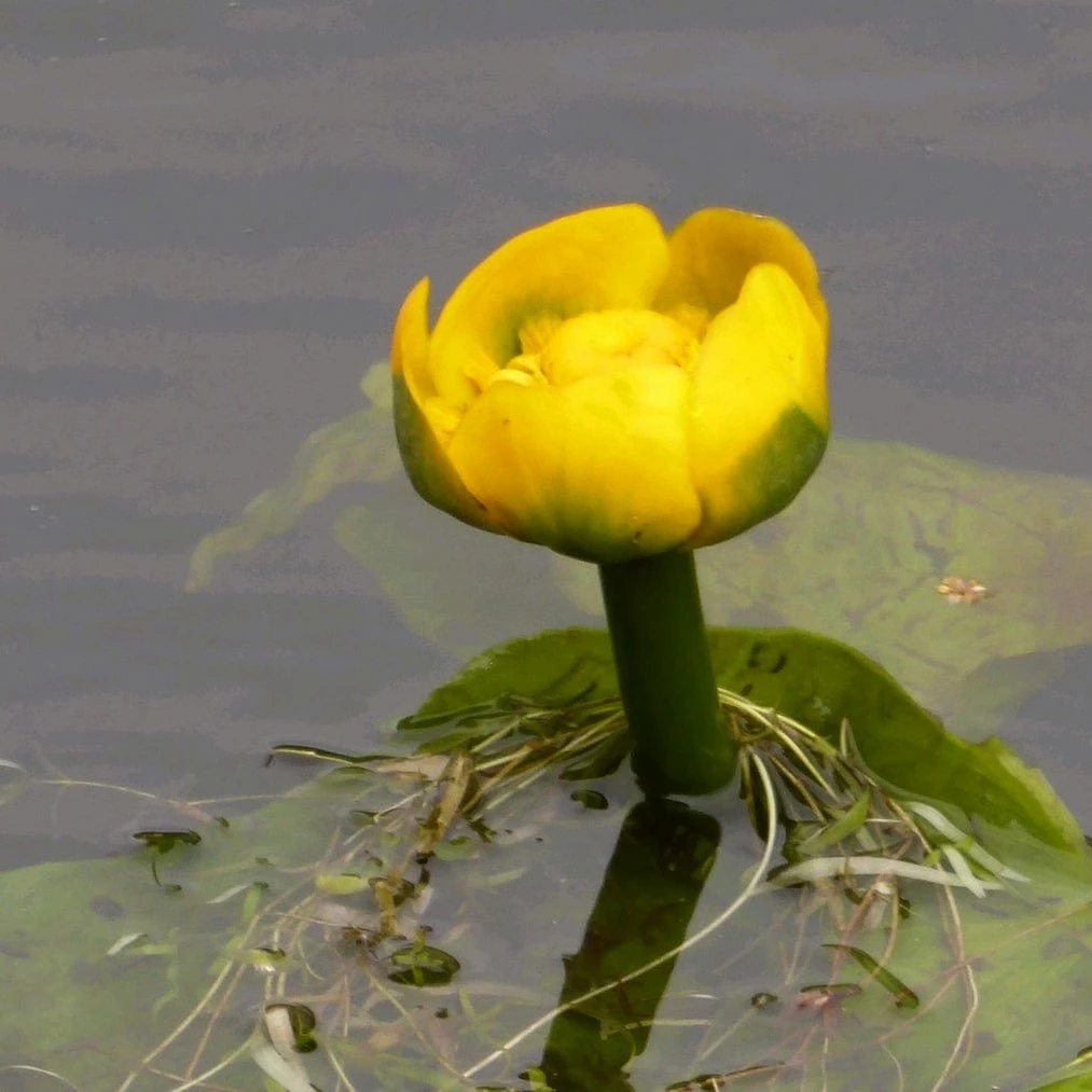 Roots Plants Yellow Water Lily | Nuphar Lutea 3 Roots Plants Yellow Water Lily | Nuphar Lutea