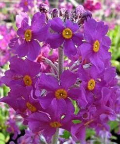 Roots Plants All Pond Plants Bee's Primula | Primula Beesiana
