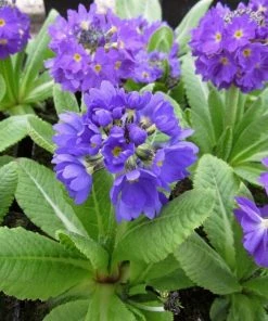 Roots Plants Drumstick Primula | Primula Denticulata All Pond Plants 10 Roots Plants Drumstick Primula | Primula Denticulata All Pond Plants