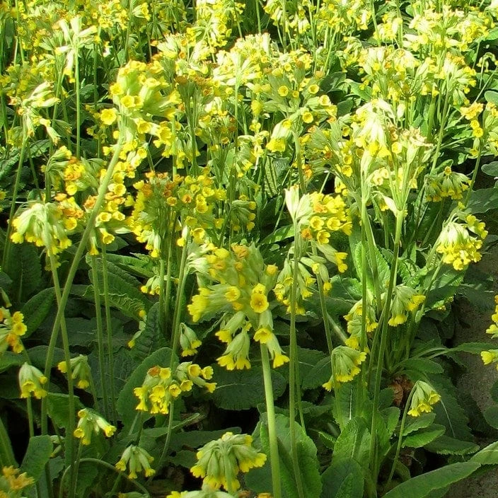 Roots Plants All Pond Plants Cowslip | Primula Veris 4 Roots Plants All Pond Plants Cowslip | Primula Veris