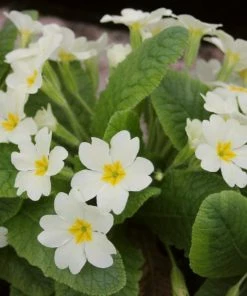 Roots Plants Wild Primrose | Primula Vulgaris