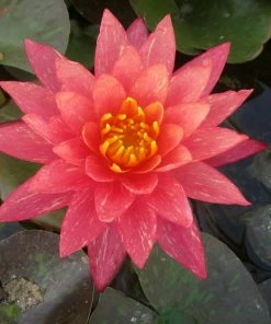 Roots Plants Variegated Water Lily | Nymphaea Wanvisa