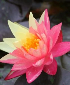 Roots Plants Variegated Water Lily | Nymphaea Wanvisa