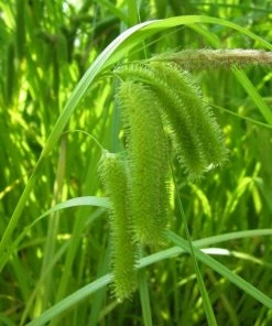 Roots Plants Pond Plants For Wildlife Collection