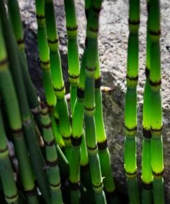 Roots Plants Rough Horsetail | Equisetum Hyemale All Pond Plants