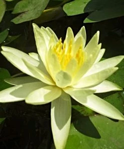 Roots Plants Water Lily 'Colonel A J Welch' | Nymphaea | 3L Pot 5 Roots Plants Water Lily 'Colonel A J Welch' | Nymphaea | 3L Pot