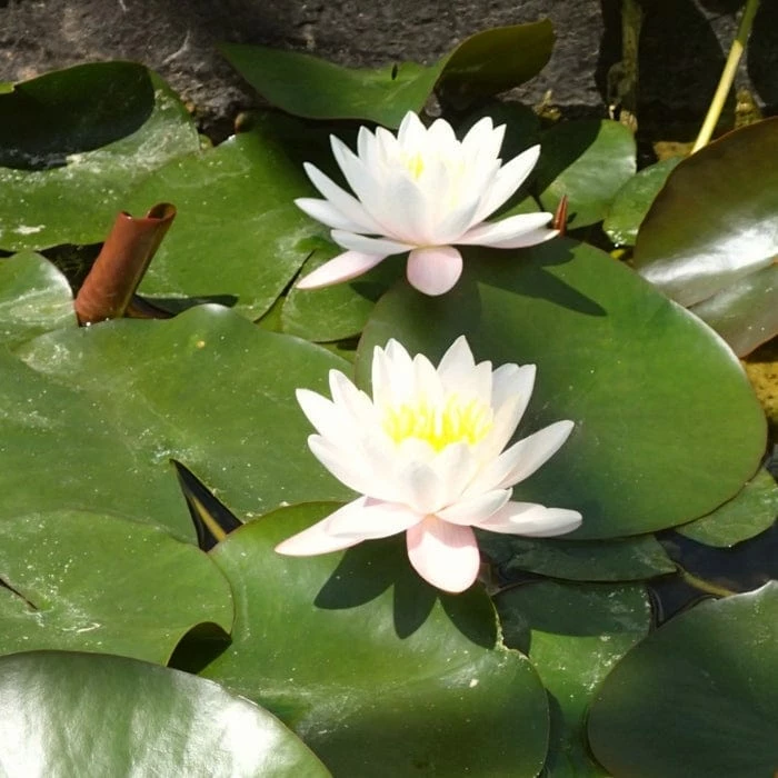 Roots Plants Large Water Lily | Nymphaea Marliacea 'Rosea' | 3L Pot 4 Roots Plants Large Water Lily | Nymphaea Marliacea 'Rosea' | 3L Pot