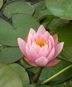 Roots Plants Large Water Lily | Nymphaea Marliacea 'Rosea' | 3L Pot 9 Roots Plants Large Water Lily | Nymphaea Marliacea 'Rosea' | 3L Pot