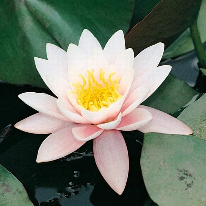 Roots Plants Large Water Lily | Nymphaea Marliacea 'Rosea' | 3L Pot 6 Roots Plants Large Water Lily | Nymphaea Marliacea 'Rosea' | 3L Pot