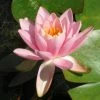Roots Plants Fragrant Water Lily | Nymphaea Odorata 'Firecrest' | 3L Pot