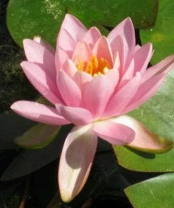 Roots Plants Fragrant Water Lily | Nymphaea Odorata 'Firecrest' | 3L Pot