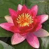 Roots Plants Water Lily 'Vesuve' | Nymphaea | 3L Pot 2 Roots Plants Water Lily 'Vesuve' | Nymphaea | 3L Pot