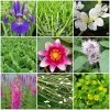 Roots Plants All Pond Plants Best Pond Plants For Any Size Pond | All In One | Oxygenating & Wildlife | Flowers & Structure 2 Roots Plants All Pond Plants Best Pond Plants For Any Size Pond | All In One | Oxygenating & Wildlife | Flowers & Structure