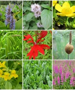 Roots Plants Pond Plants For Wildlife Collection