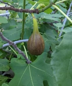 Roots Plants Brown Turkey Fig Tree Fruits 11 Roots Plants Brown Turkey Fig Tree Fruits