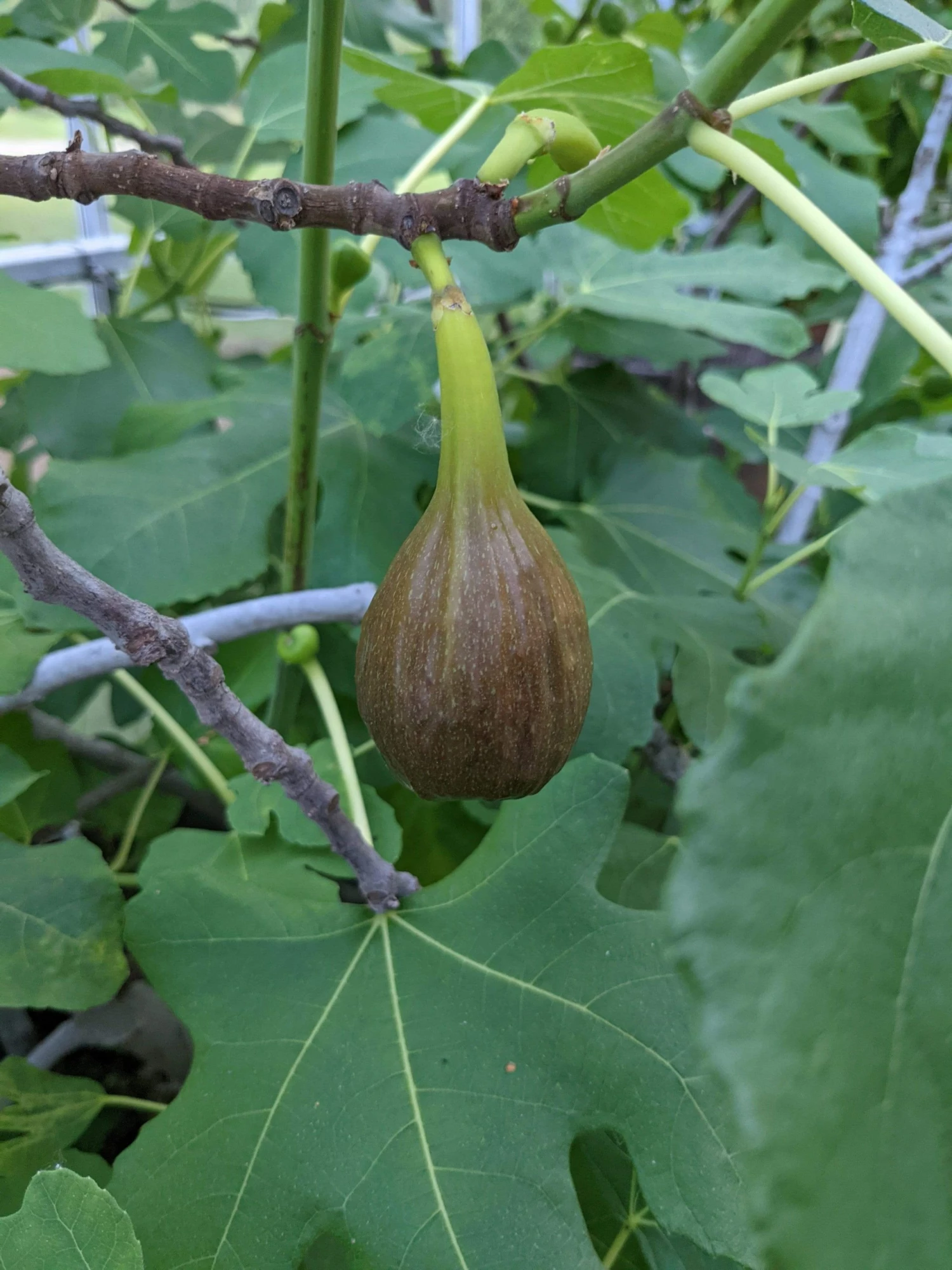 Roots Plants Brown Turkey Fig Tree Fruits 6 Roots Plants Brown Turkey Fig Tree Fruits