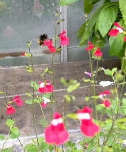 Roots Plants Salvia 'Hot Lips'