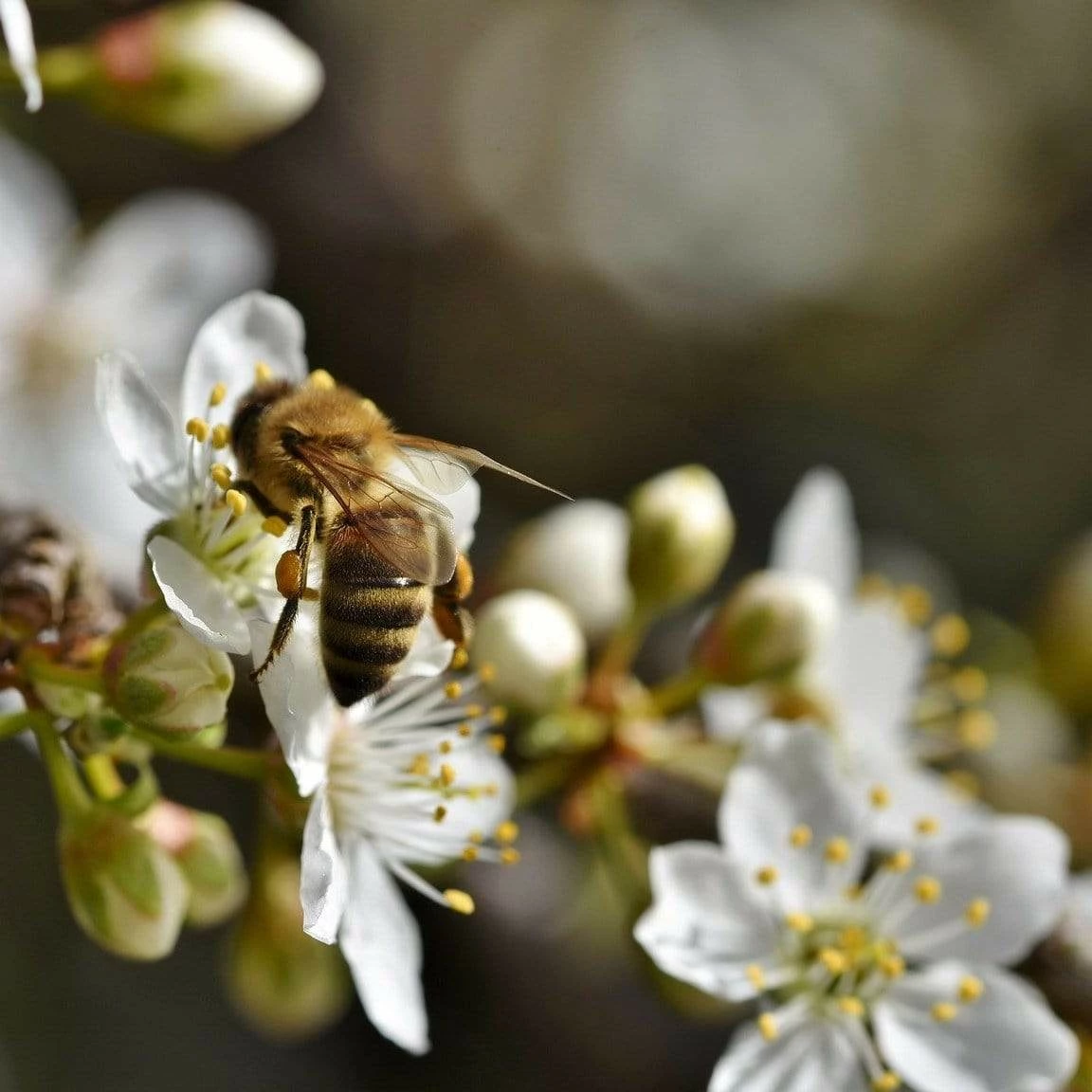 Roots Plants Oullins Golden Gage Plum Tree 5 Roots Plants Oullins Golden Gage Plum Tree