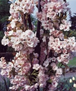 Roots Plants Trees & Shrubs Flagpole' Cherry Blossom Tree | Prunus Amanogowa