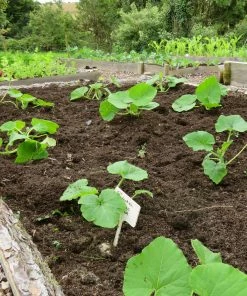Roots Plants 3 Organic ''Queensland Blue' Winter Squash Plants