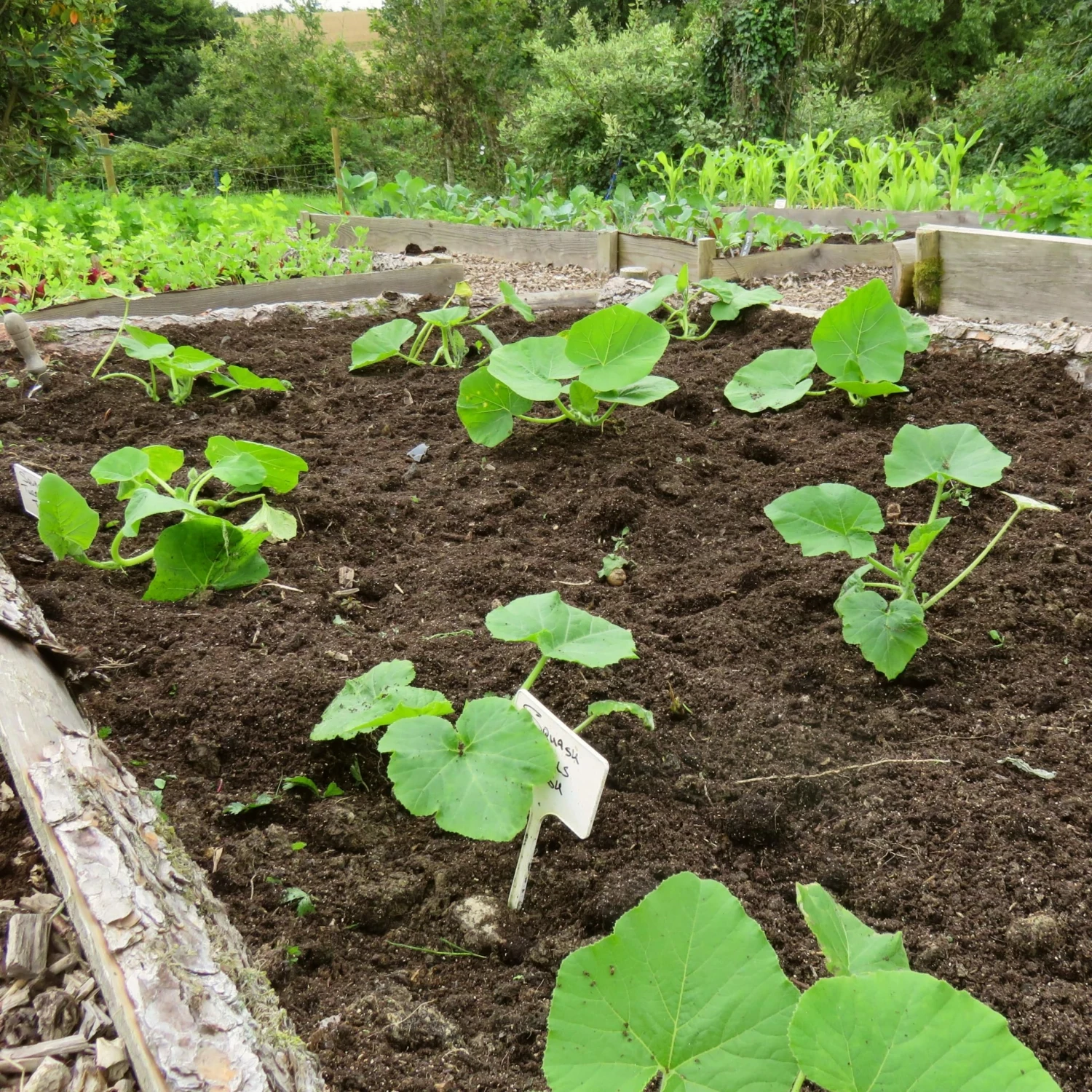 Roots Plants All Vegetable Plants 3 Organic 'Hundredweight' Pumpkin Plants 5 Roots Plants All Vegetable Plants 3 Organic 'Hundredweight' Pumpkin Plants