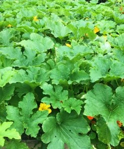 Roots Plants Root Vegetables 3 Organic 'Buttercup' Winter Squash Plants