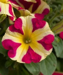 Roots Plants Petunias 20cm Petunia 'Queen Of Hearts' | 1L Pot