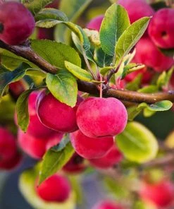 Roots Plants Trees & Shrubs Red Sentinel' Crabapple Tree