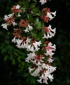 Roots Plants Abelia Grandiflora 12 Roots Plants Abelia Grandiflora