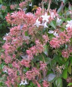 Roots Plants Abelia Grandiflora 13 Roots Plants Abelia Grandiflora