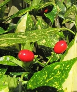 Roots Plants Aucuba Japonica Crotonifolia All Shrubs