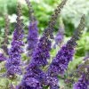Roots Plants Buddleja Davidii Empire Blue | Butterfly Bush All Shrubs