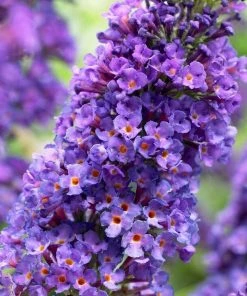 Roots Plants Buddleja Davidii Empire Blue | Butterfly Bush All Shrubs