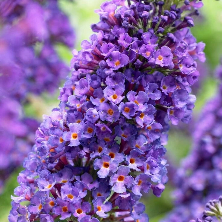 Roots Plants Buddleja Davidii Empire Blue | Butterfly Bush All Shrubs 4 Roots Plants Buddleja Davidii Empire Blue | Butterfly Bush All Shrubs