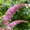 Roots Plants Buddleja Davidii Pink Delight | Butterfly Bush All Shrubs