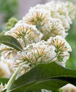Roots Plants Buddleja Davidii White Profusion | Butterfly Bush
