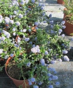 Roots Plants Ceanothus Thrysiflorus Repens