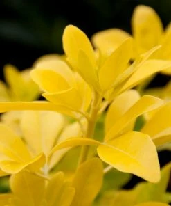 Roots Plants Mexican Orange Blossom 'Sundance' | Choisya Ternata All Shrubs