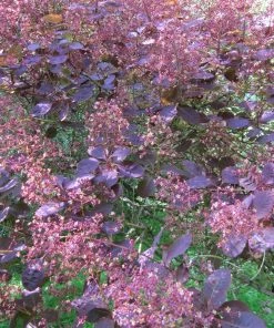 Roots Plants All Shrubs Cotinus Royal Purple | Smoke Tree