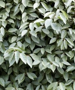 Roots Plants Oleaster Compacta | Elaeagnus Ebbingei Compacta