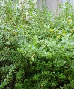 Roots Plants Escallonia Apple Blossom
